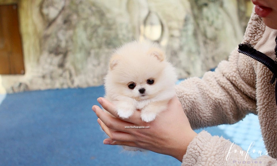 pomeranian puppy in dior bag