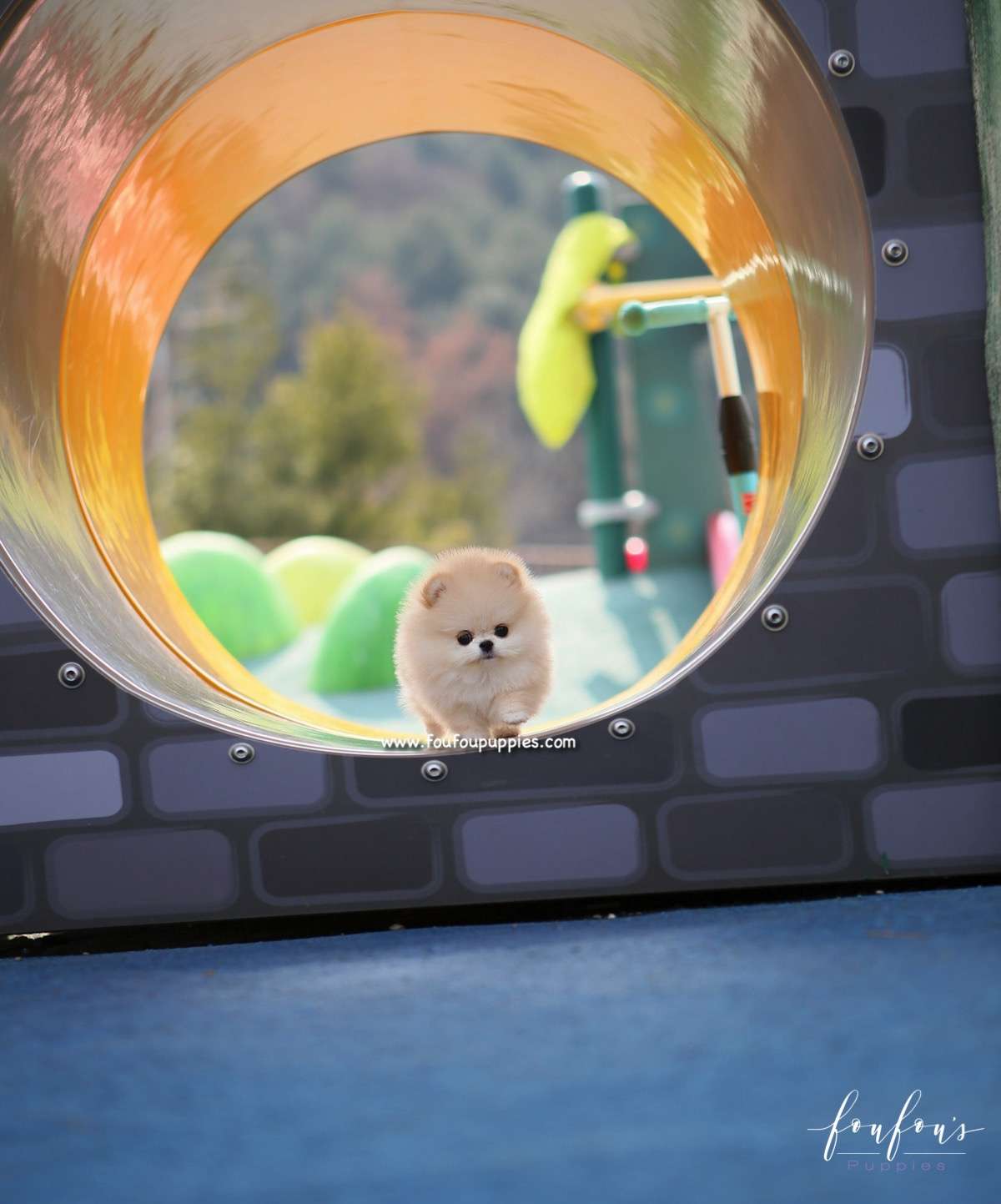 Dior - Pomeranian F.