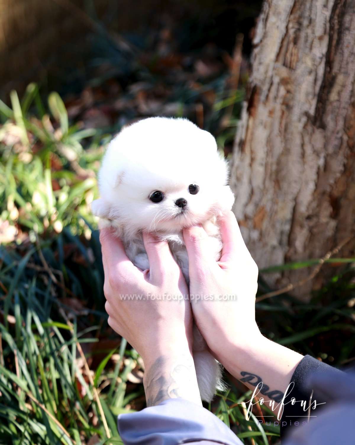 Bubbles - Pomeranian M.