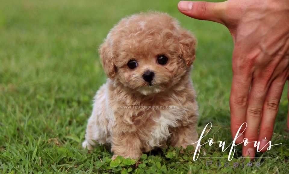 Pluto - Maltipoo M.