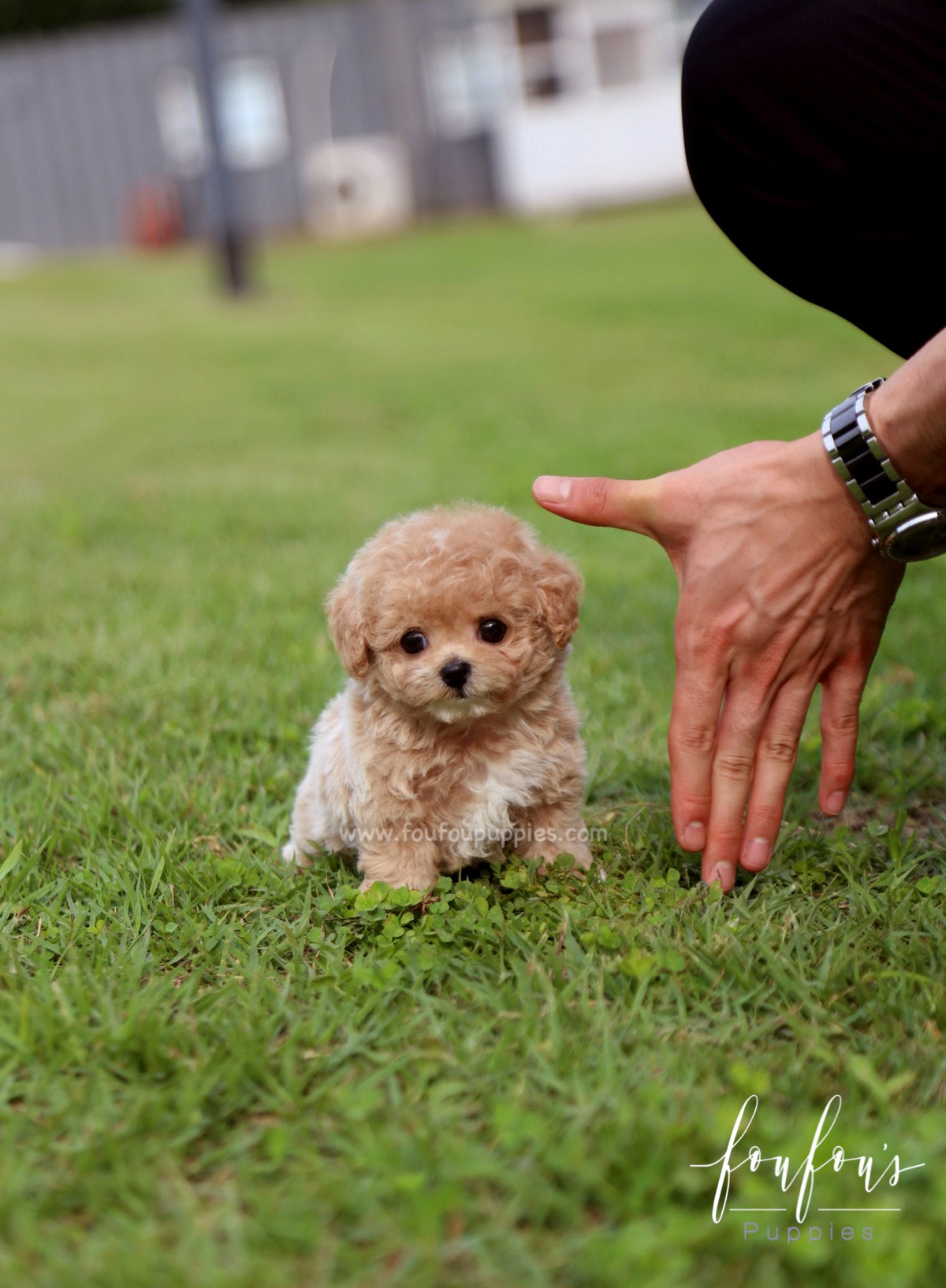 Pluto - Maltipoo M.