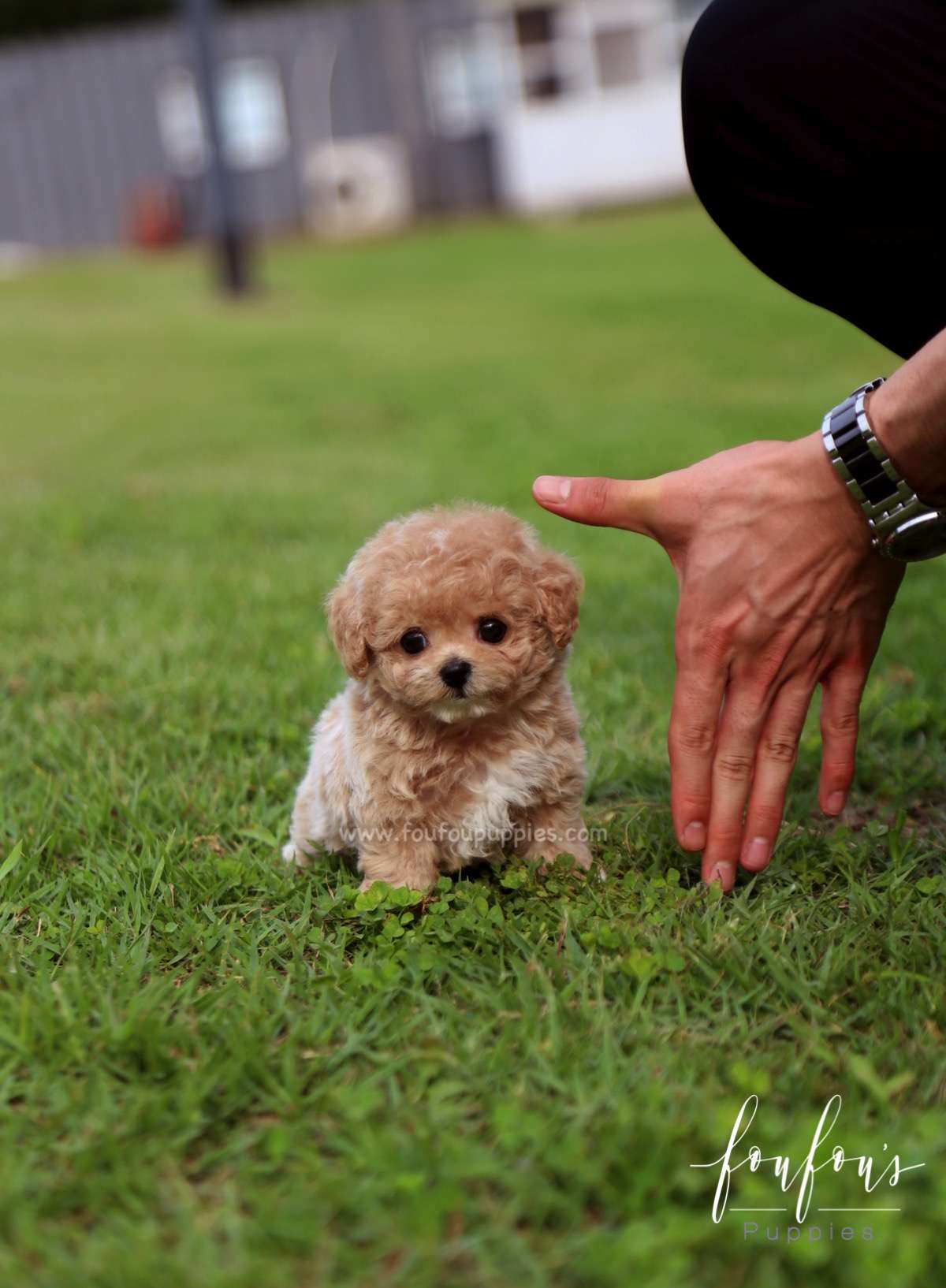 Pluto - Maltipoo M.