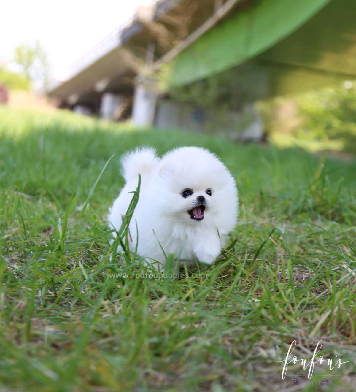 Shiloh - Pomeranian M.