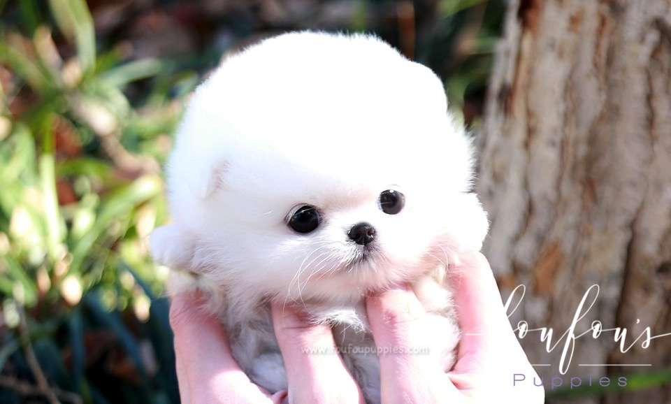 Bubbles - Pomeranian M.