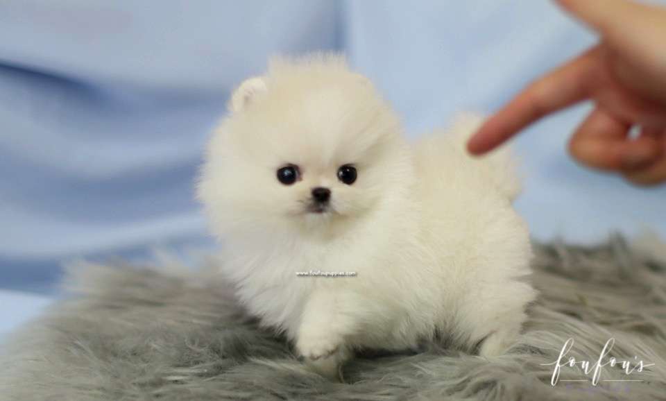 Roku - Pomeranian M.