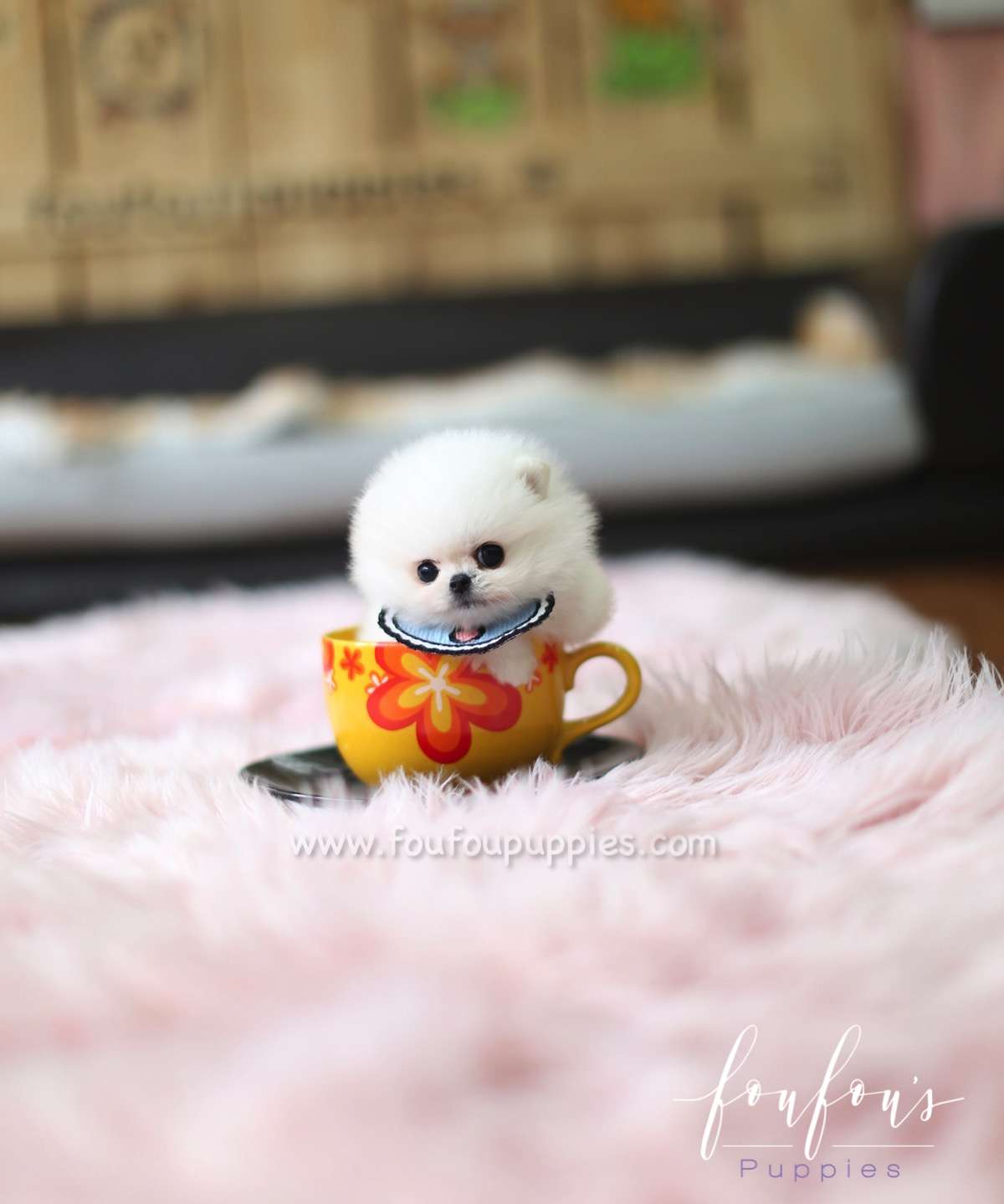 Gyro - Pomeranian M.