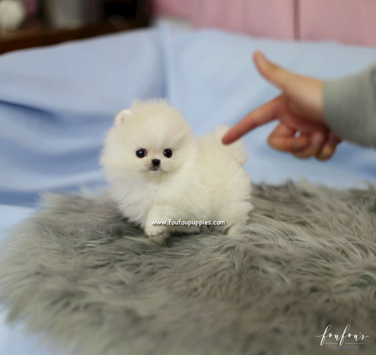 Roku - Pomeranian M.