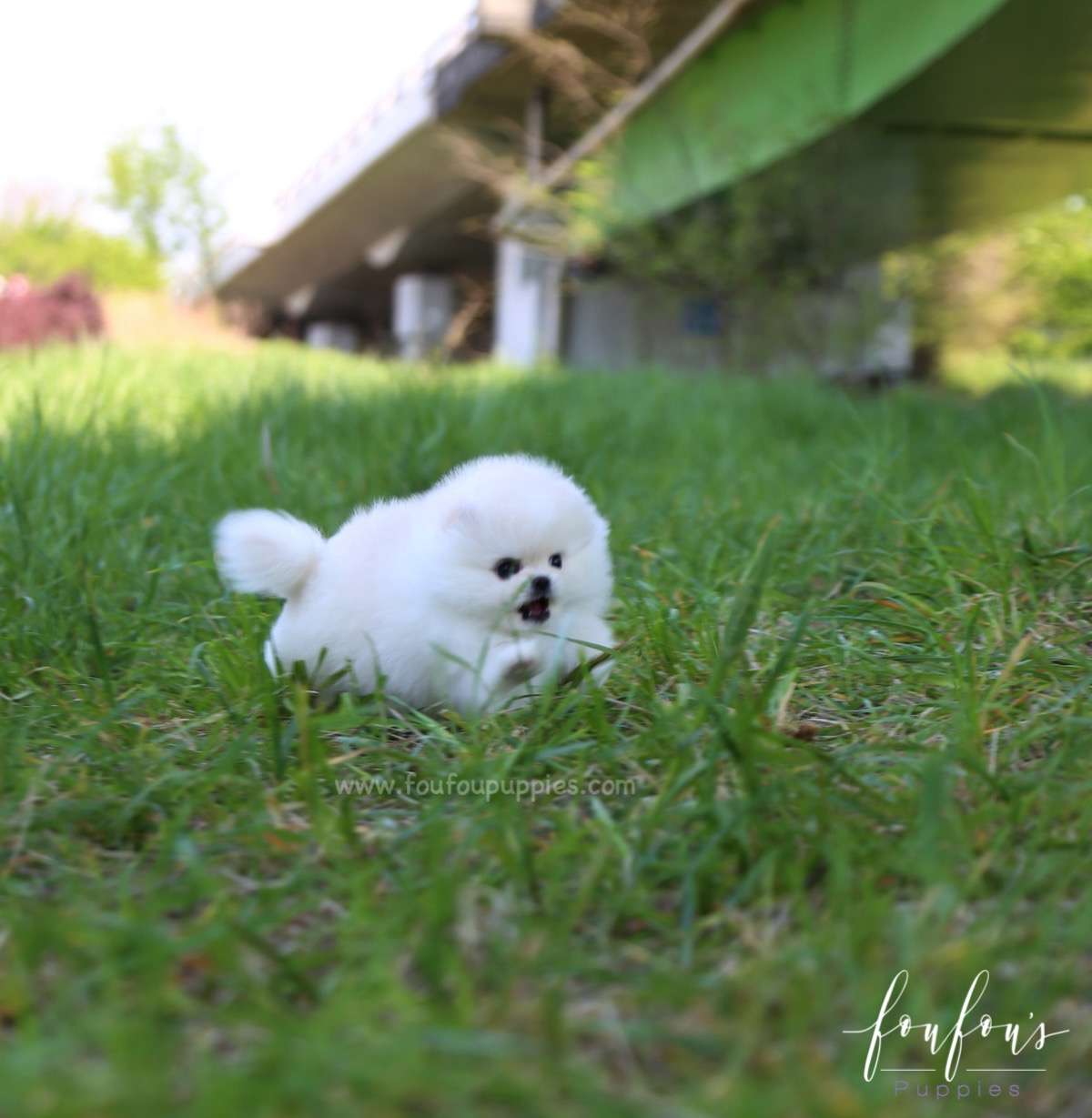 Shiloh - Pomeranian M.