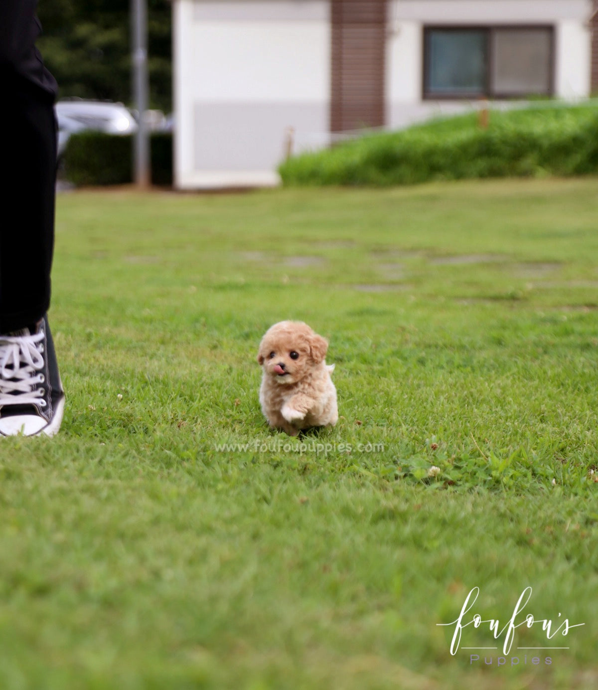 Pluto - Maltipoo M.