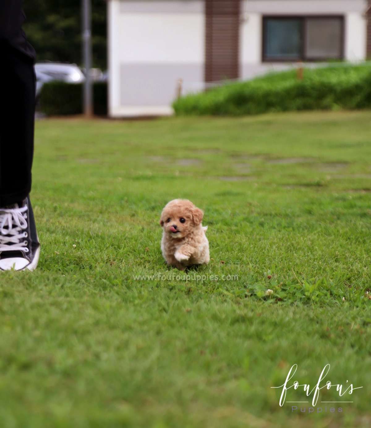Pluto - Maltipoo M.