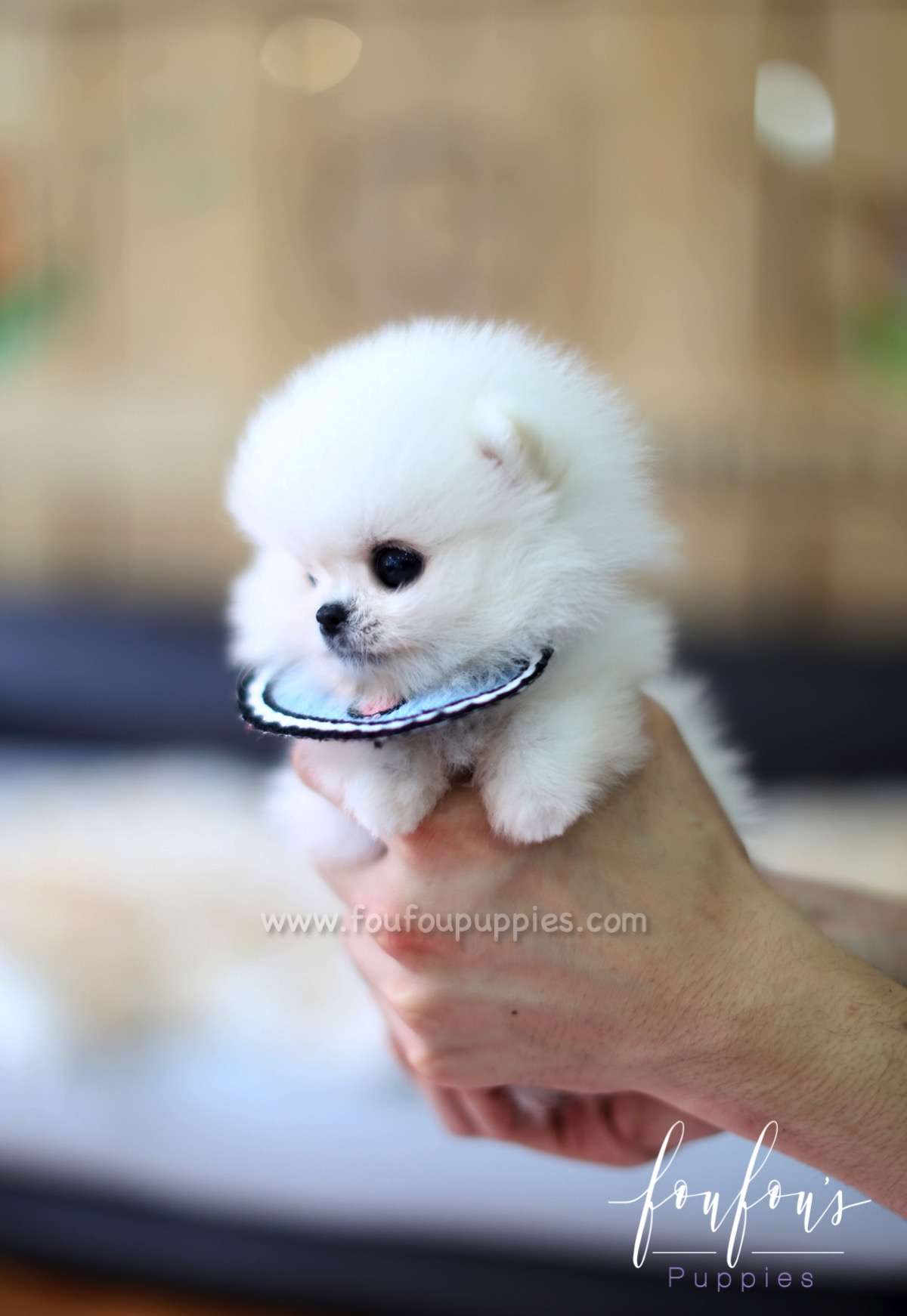 Gyro - Pomeranian M.