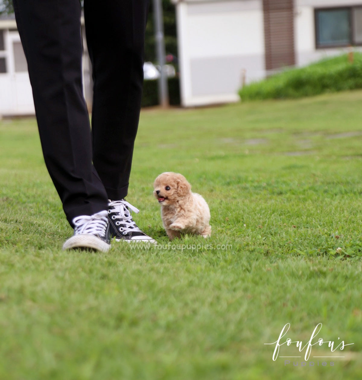 Pluto - Maltipoo M.
