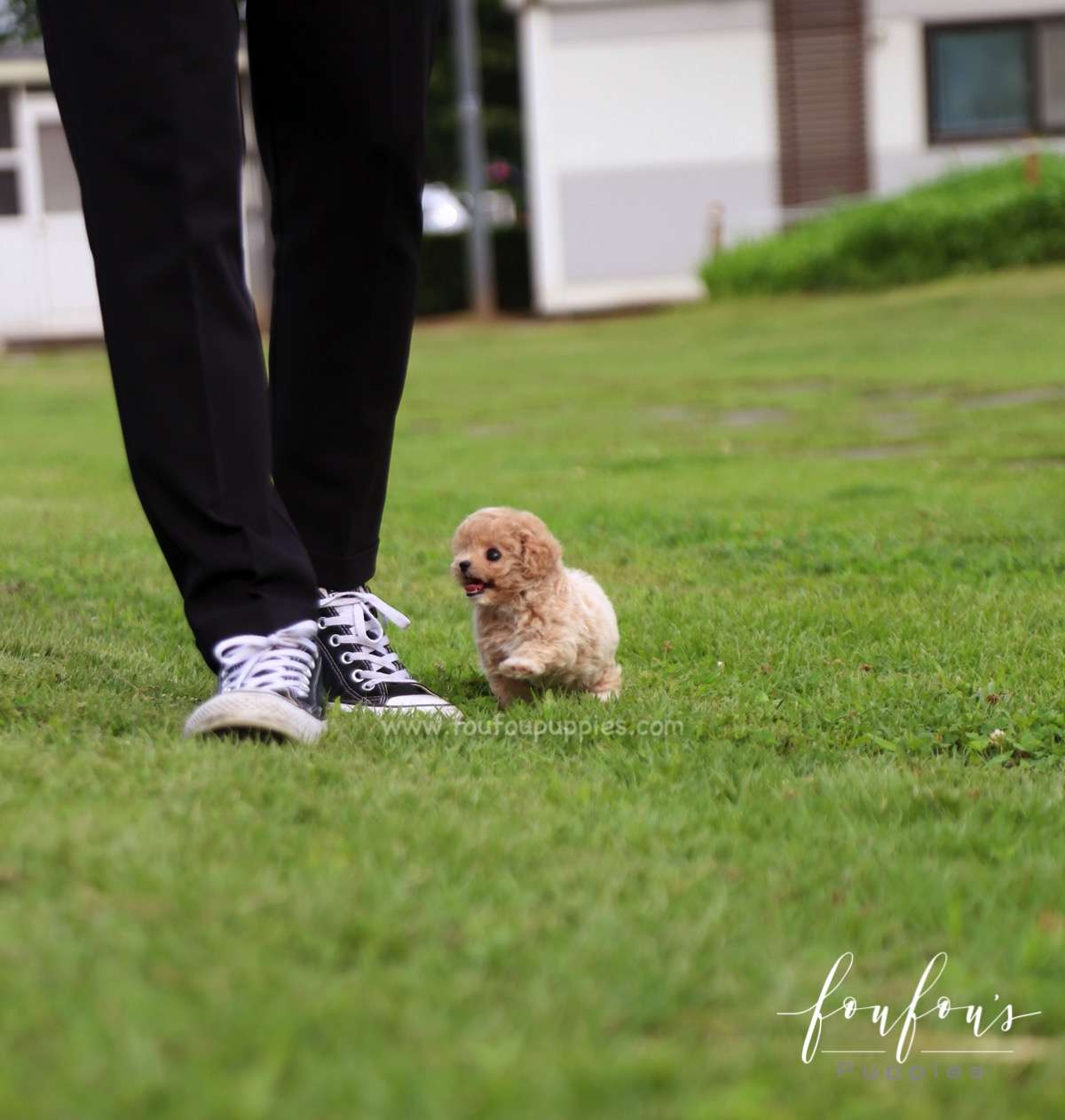Pluto - Maltipoo M.