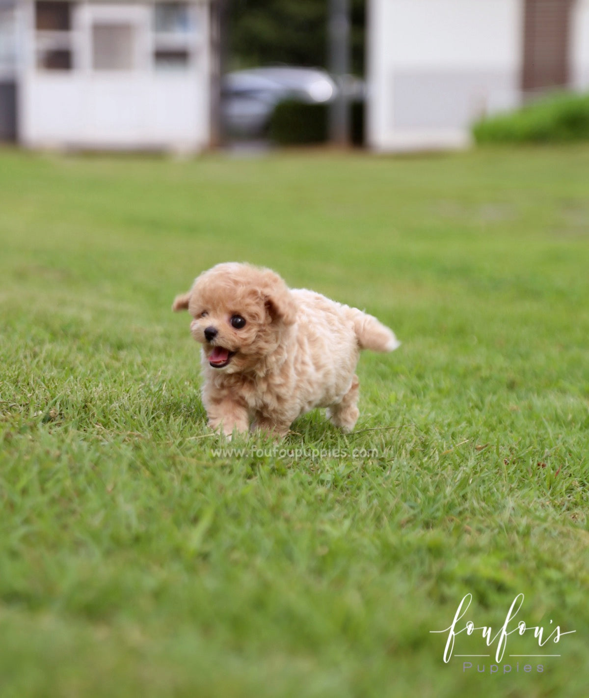 Pluto - Maltipoo M.