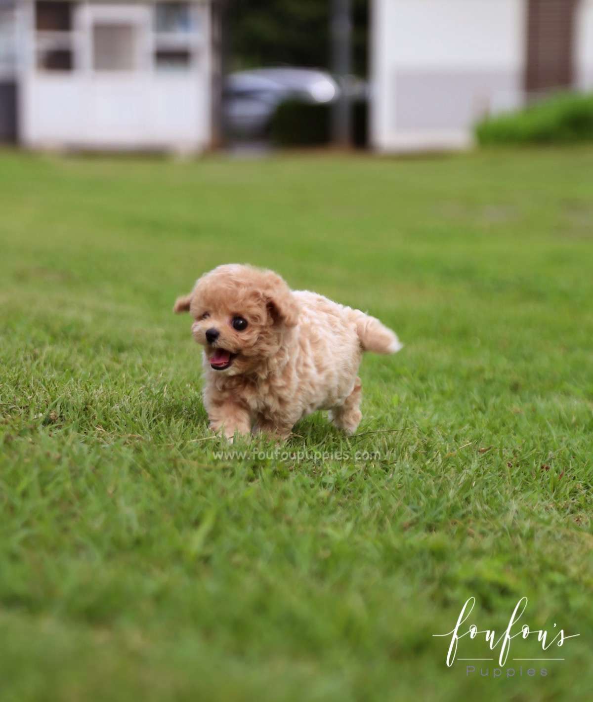 Pluto - Maltipoo M.