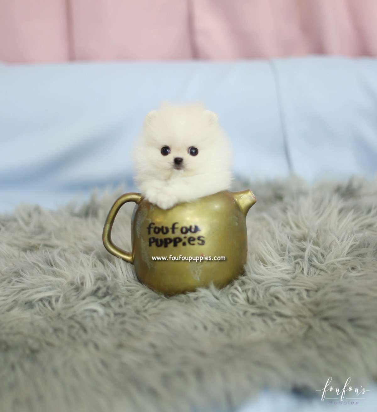 Roku - Pomeranian M.