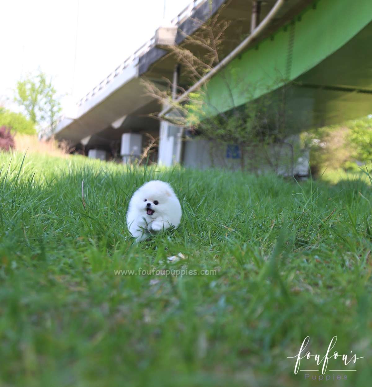 Shiloh - Pomeranian M.