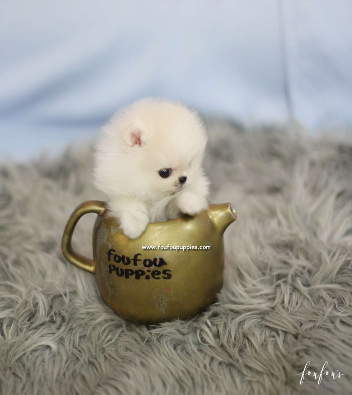 Roku - Pomeranian M.