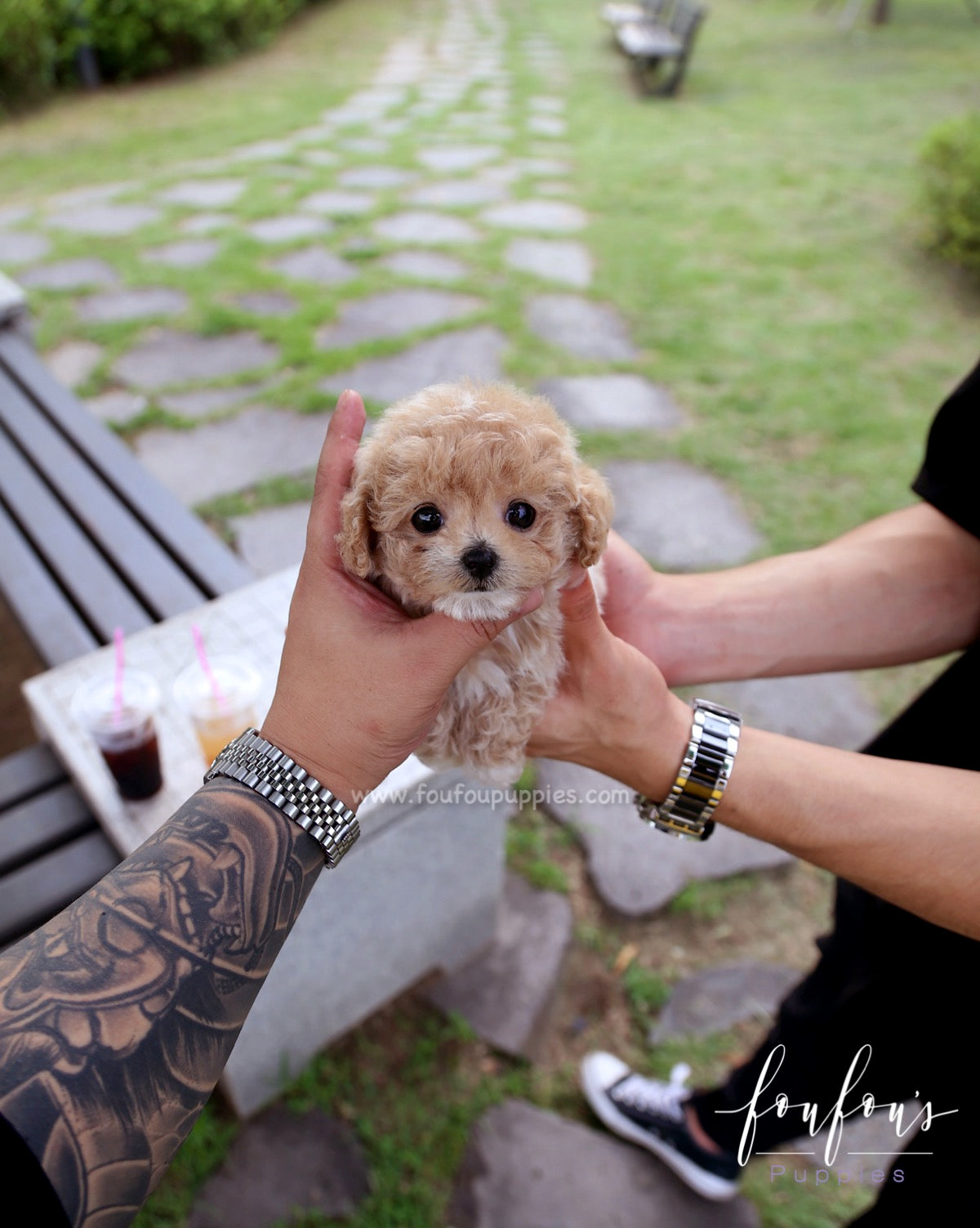 Pluto - Maltipoo M.