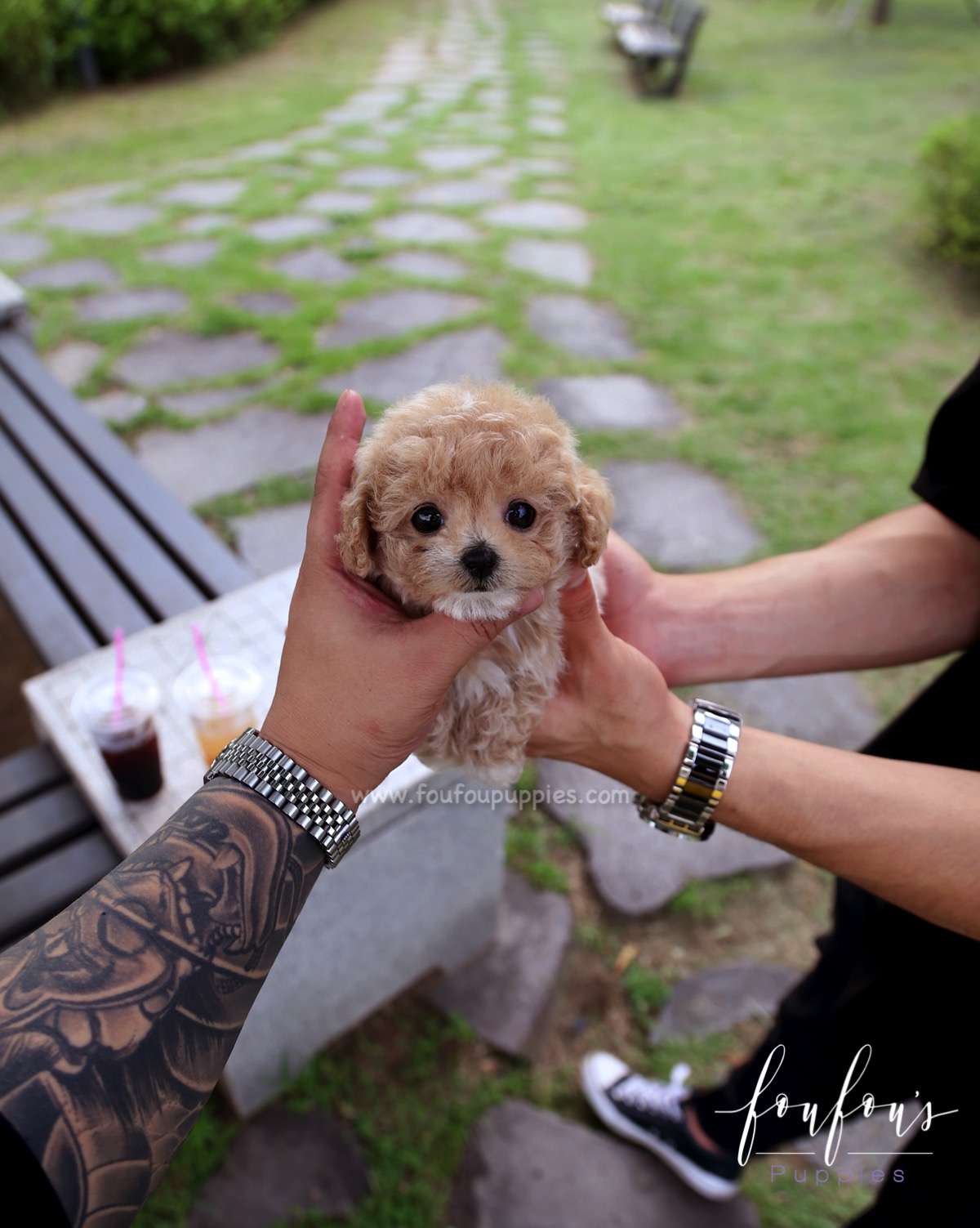 Pluto - Maltipoo M.