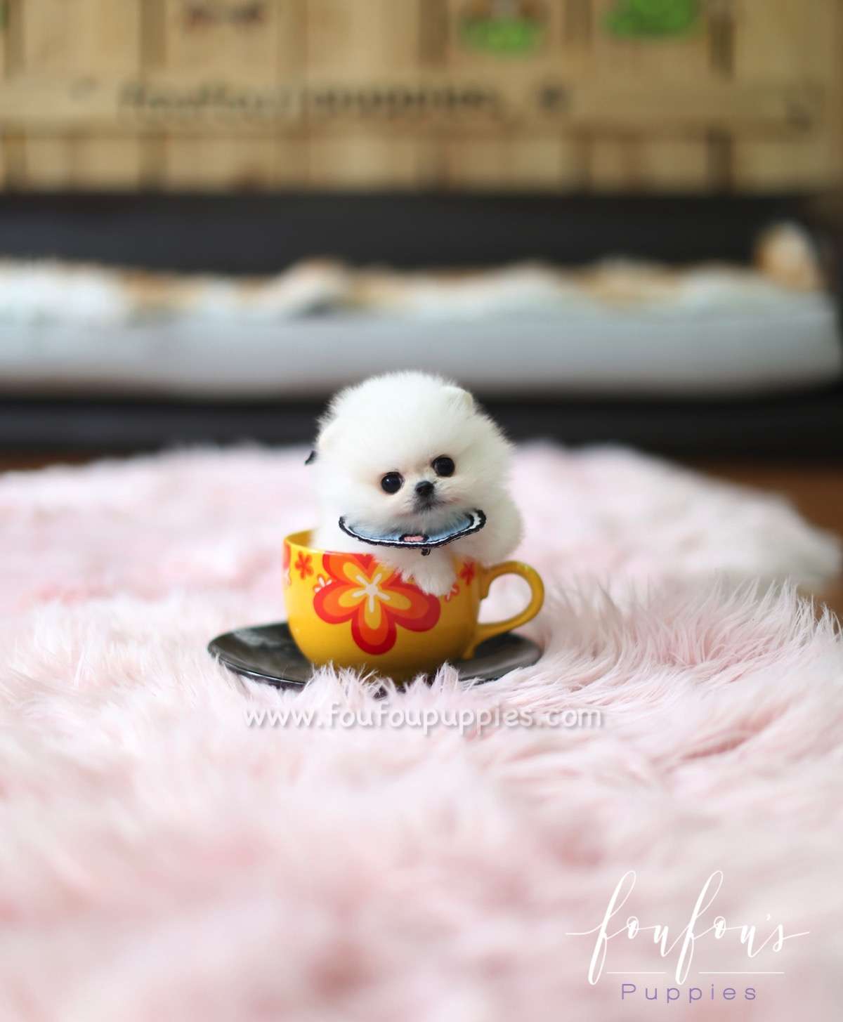 Gyro - Pomeranian M.