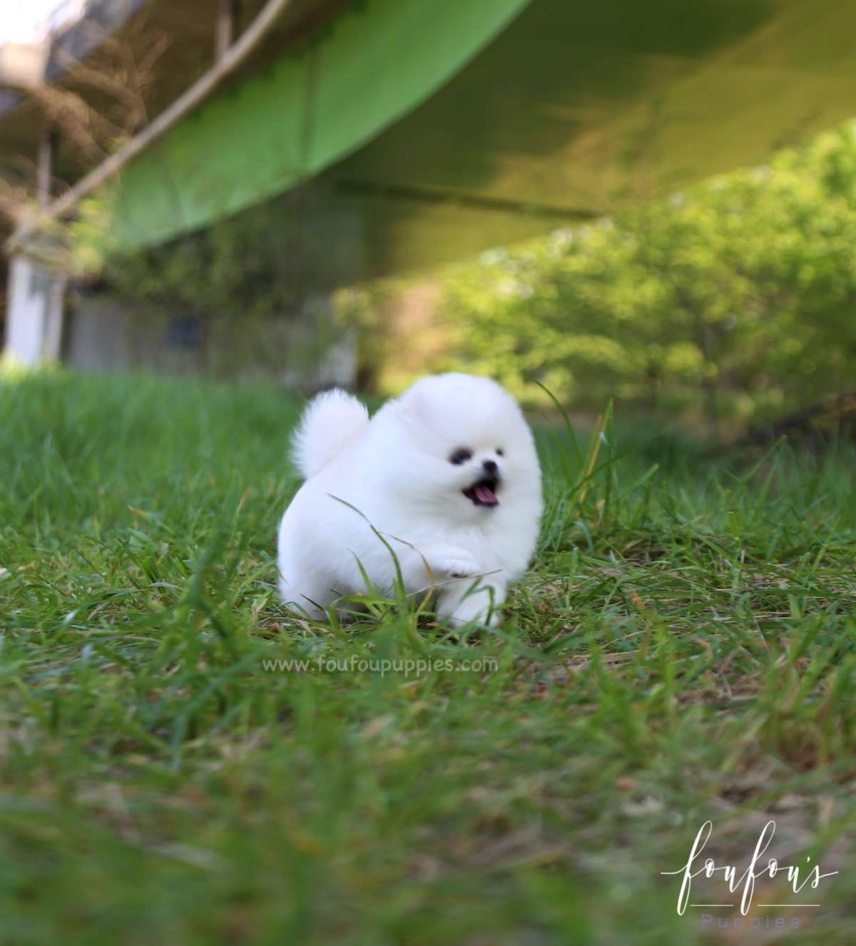 Shiloh - Pomeranian M.