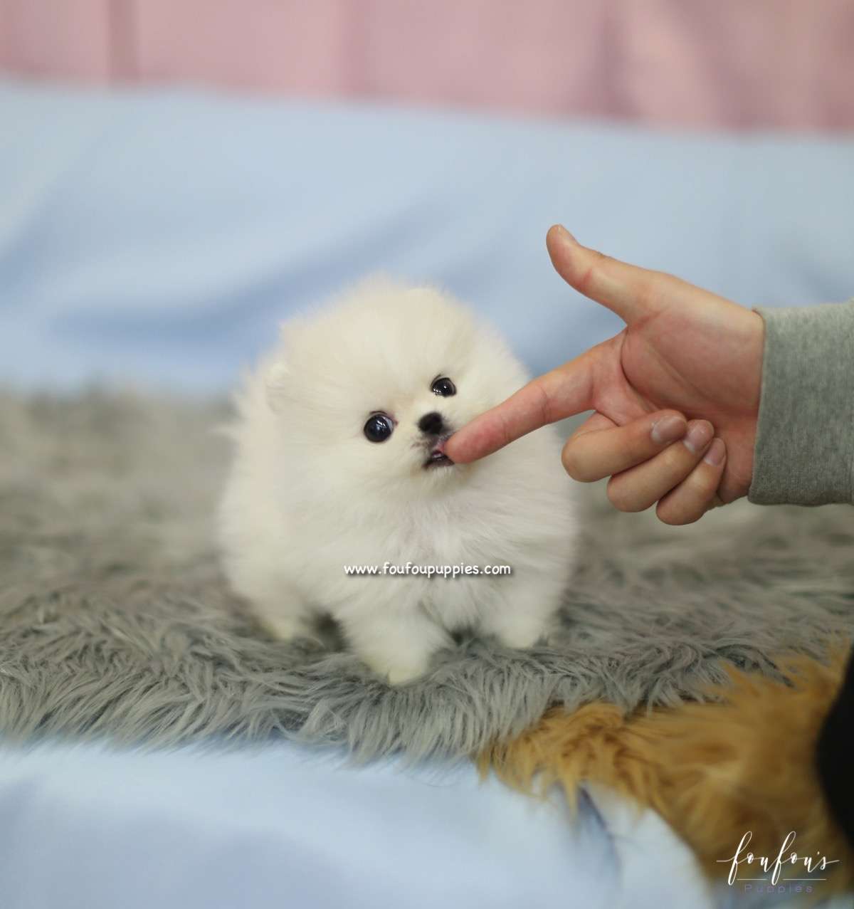 Roku - Pomeranian M.