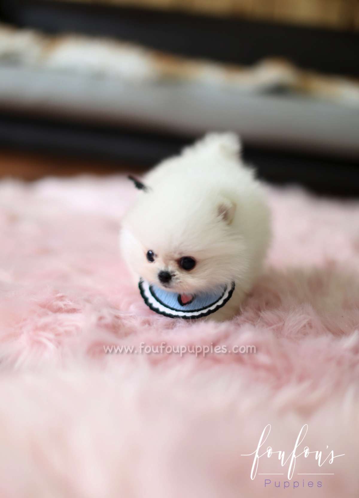 Gyro - Pomeranian M.