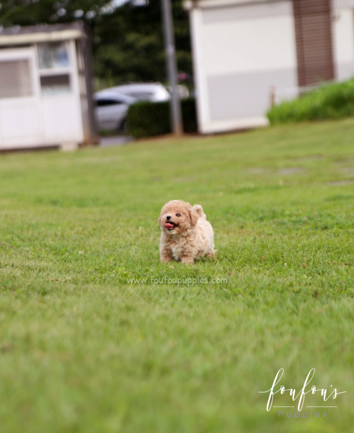 Pluto - Maltipoo M.