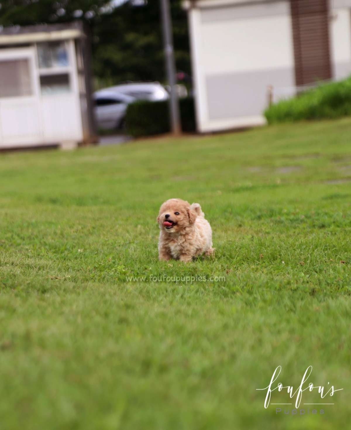 Pluto - Maltipoo M.