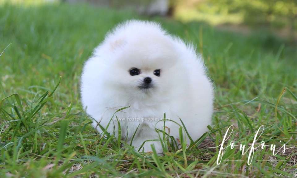 Shiloh - Pomeranian M.