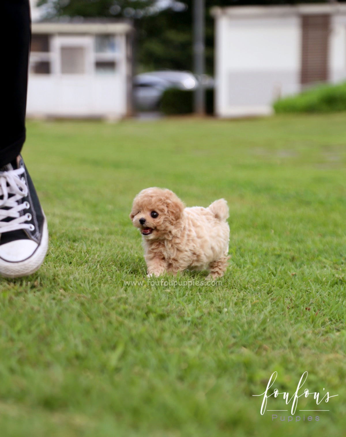 Pluto - Maltipoo M.