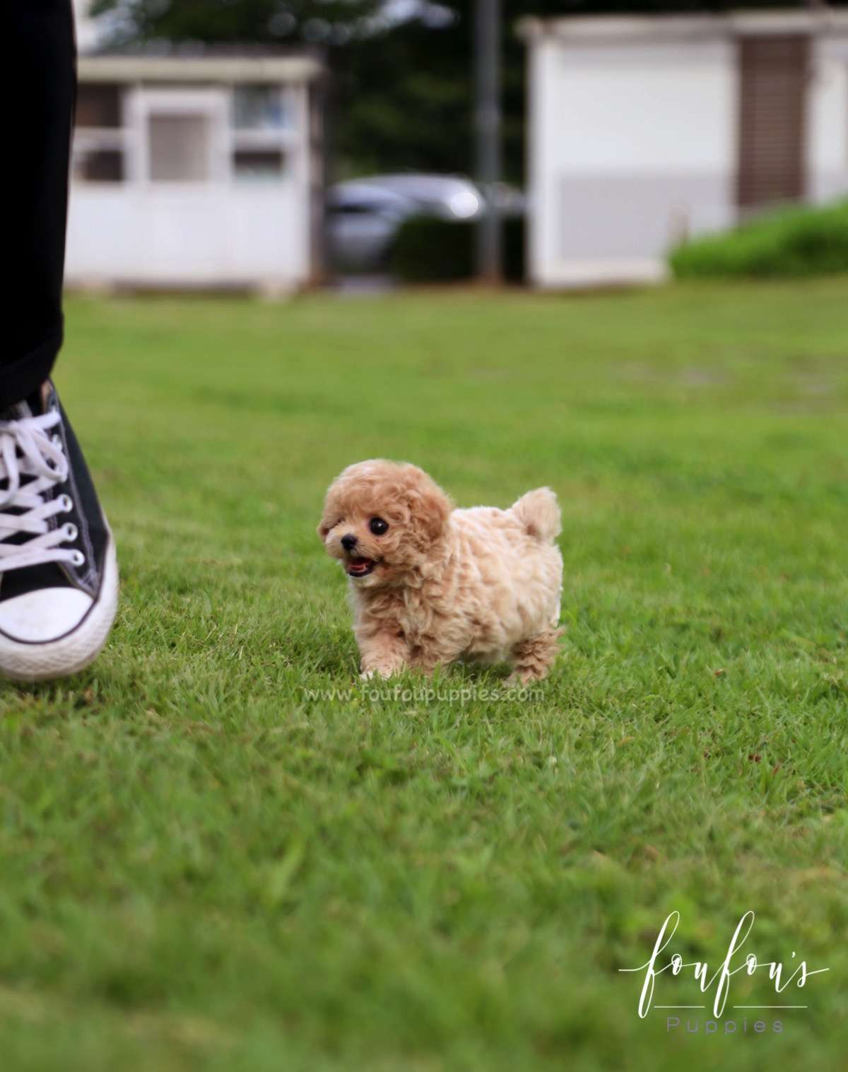 Pluto - Maltipoo M.