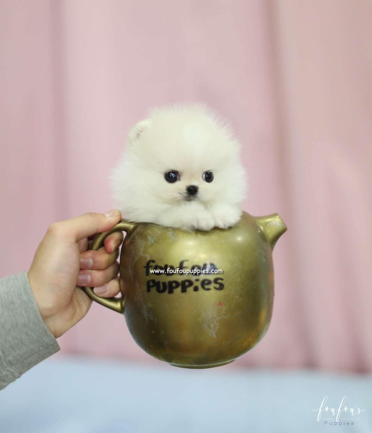 Roku - Pomeranian M.