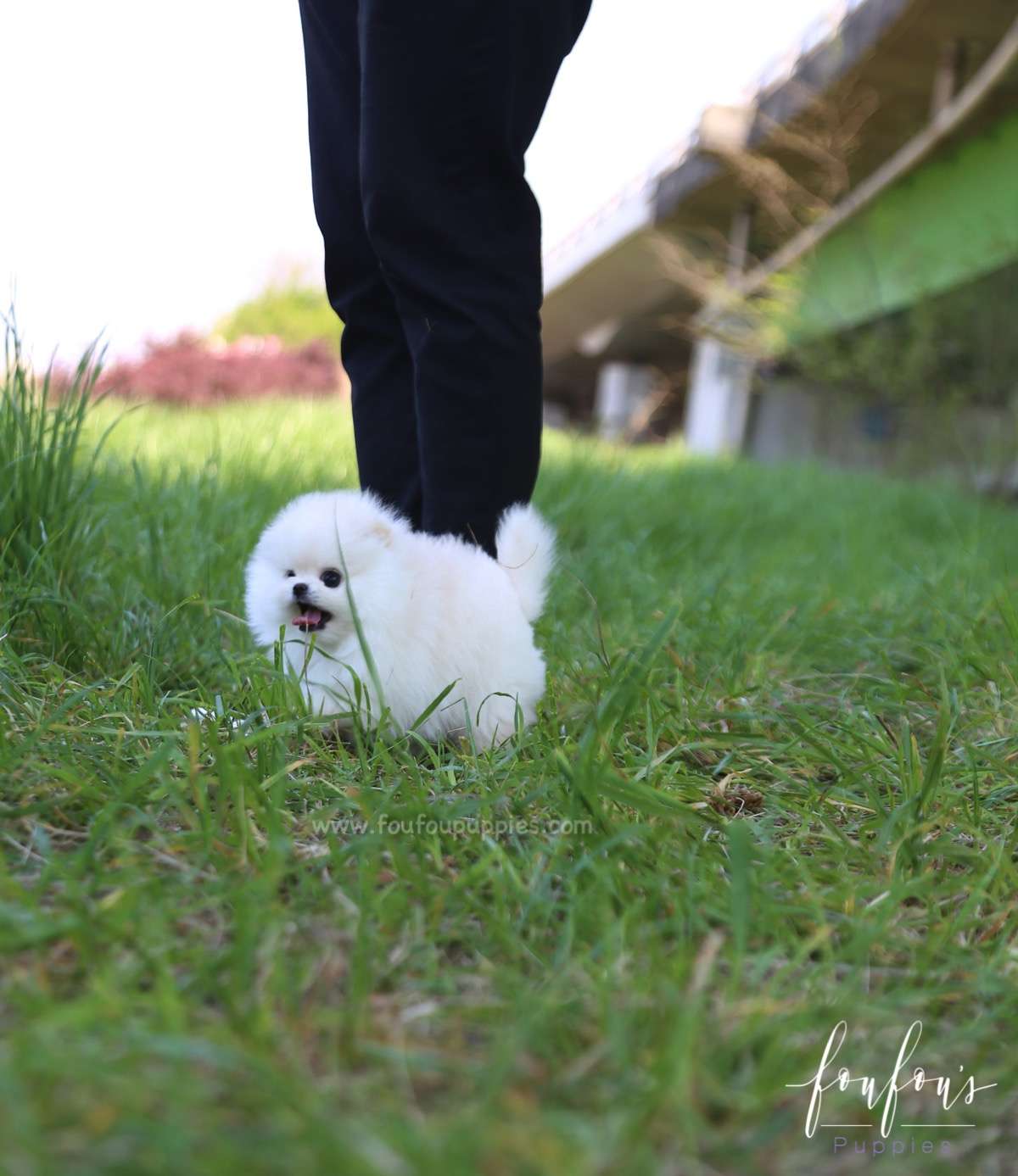 Shiloh - Pomeranian M.