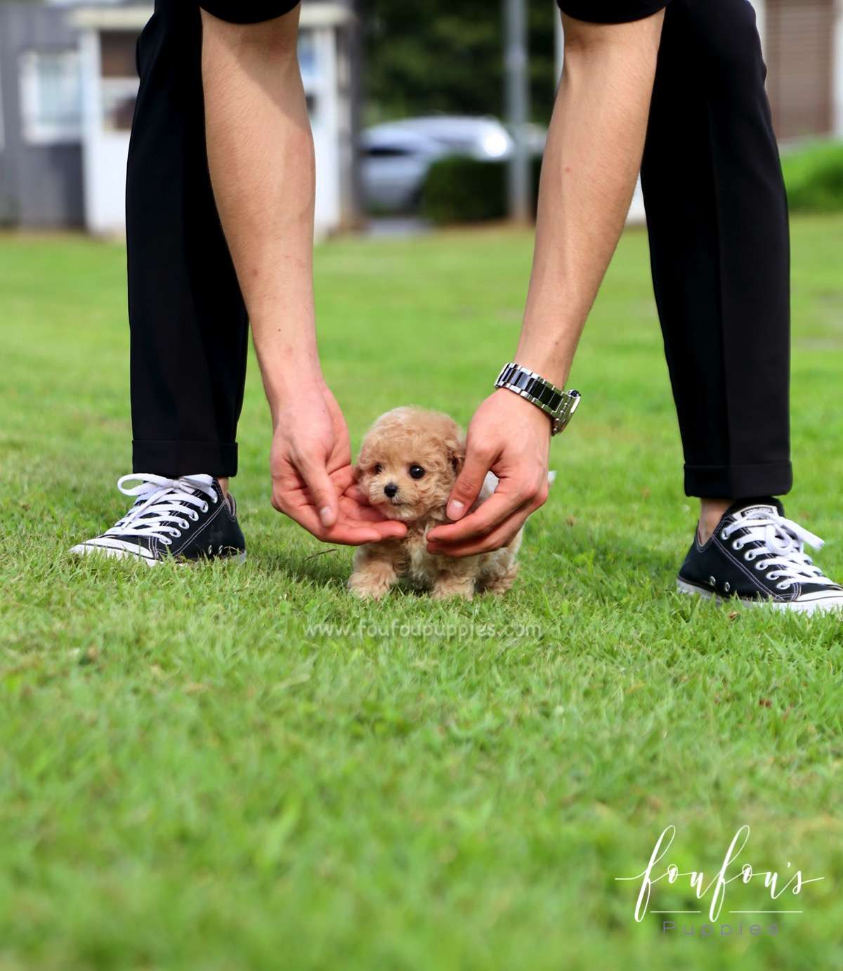 Pluto - Maltipoo M.
