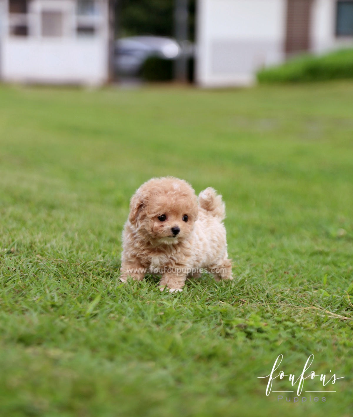Pluto - Maltipoo M.