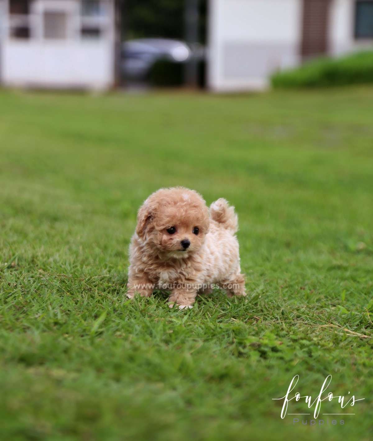 Pluto - Maltipoo M.