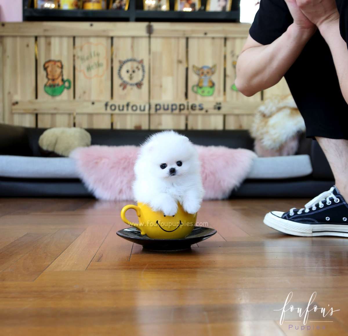Beau - Pomeranian M.