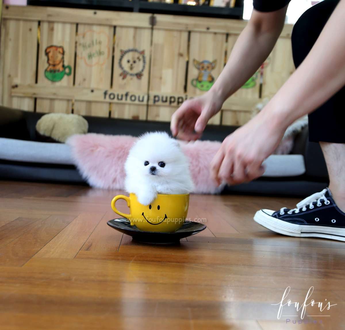 Beau - Pomeranian M.