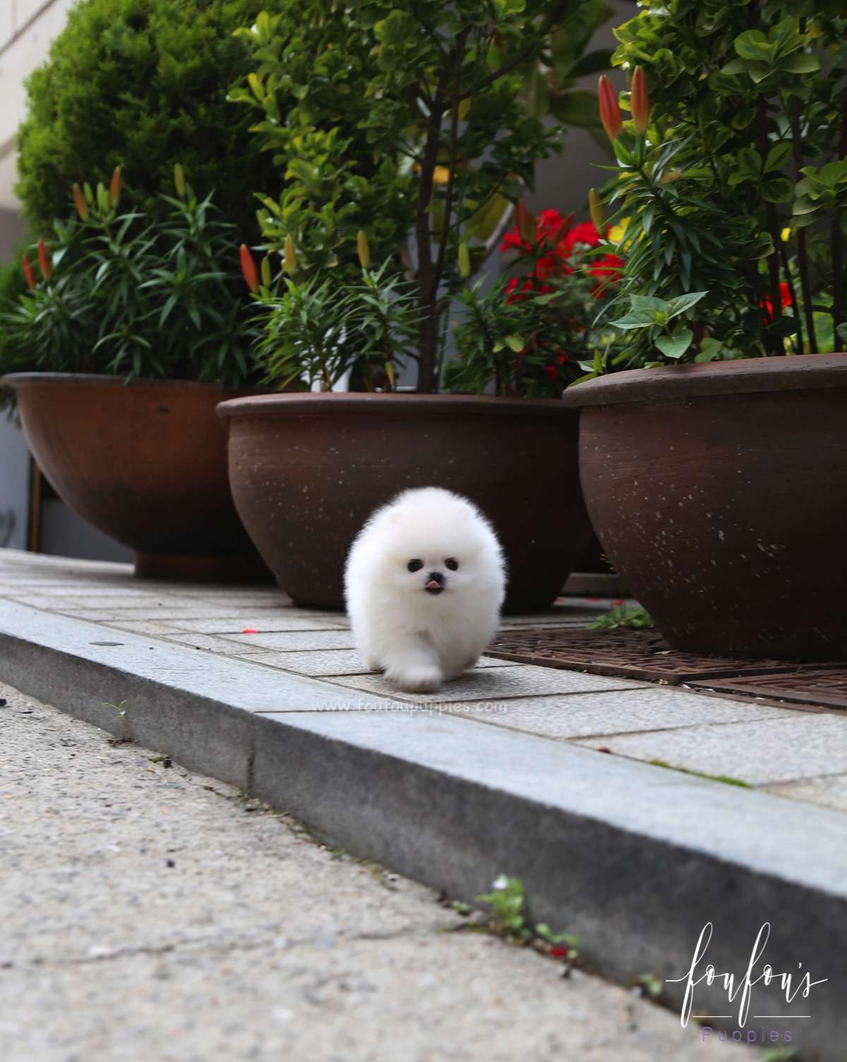 Beau - Pomeranian M.
