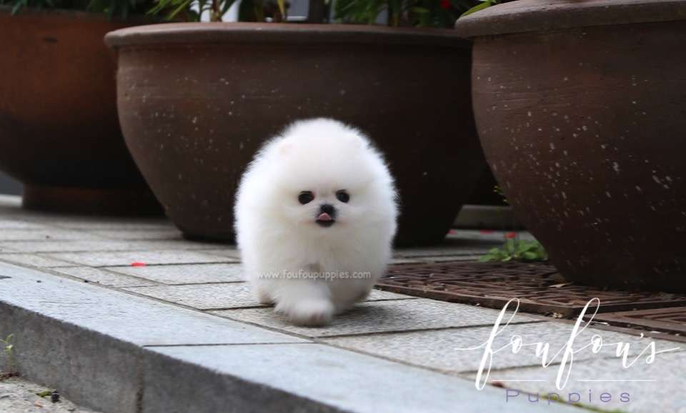 Beau - Pomeranian M.