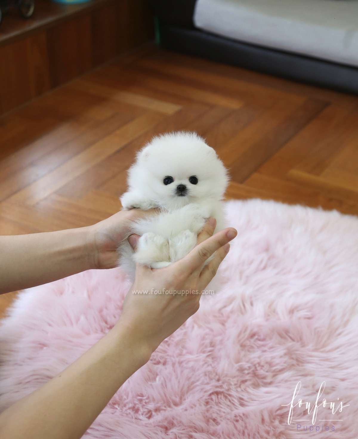 Beau - Pomeranian M.