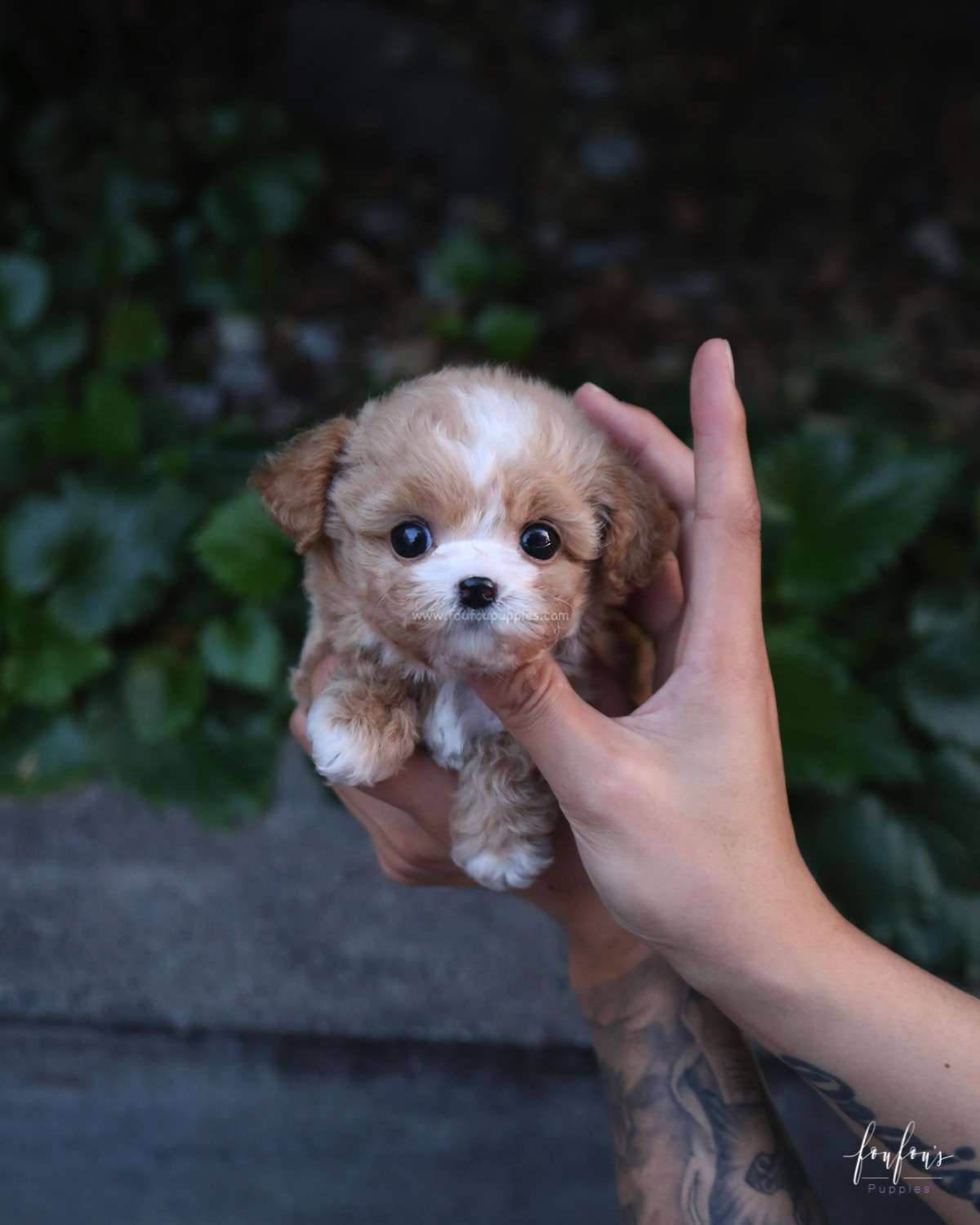 Twix - Maltipoo F.