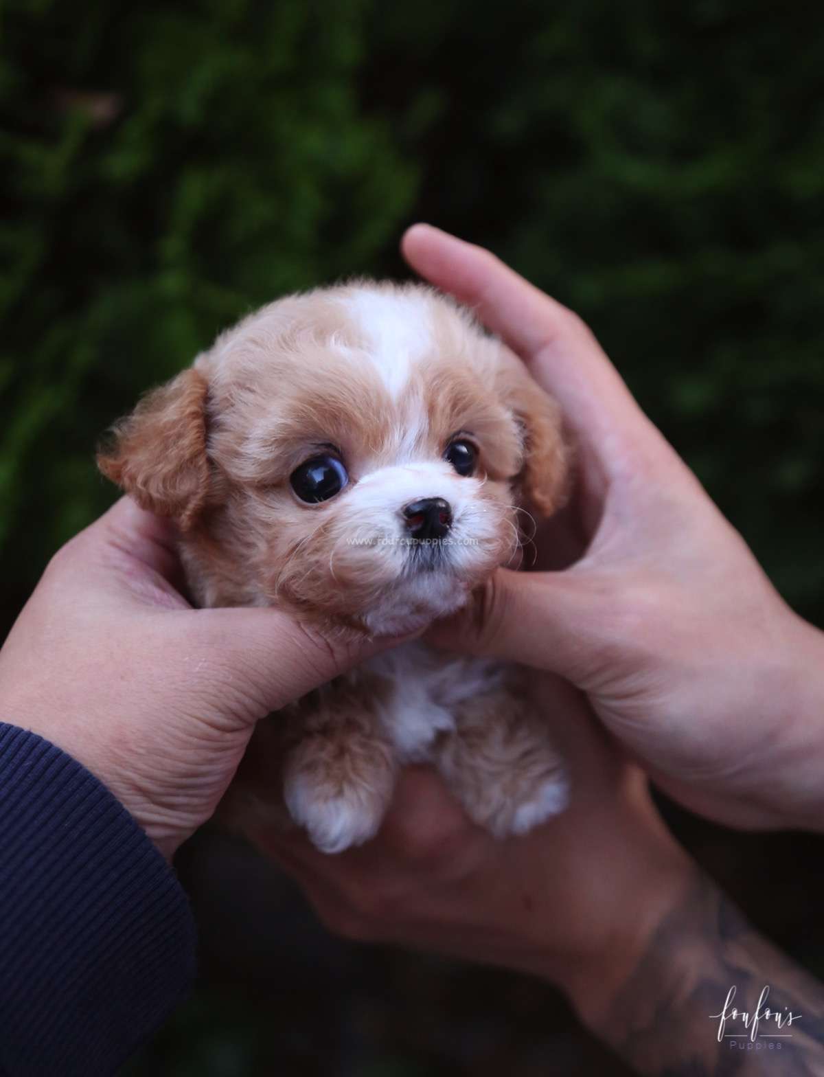 Twix - Maltipoo F.