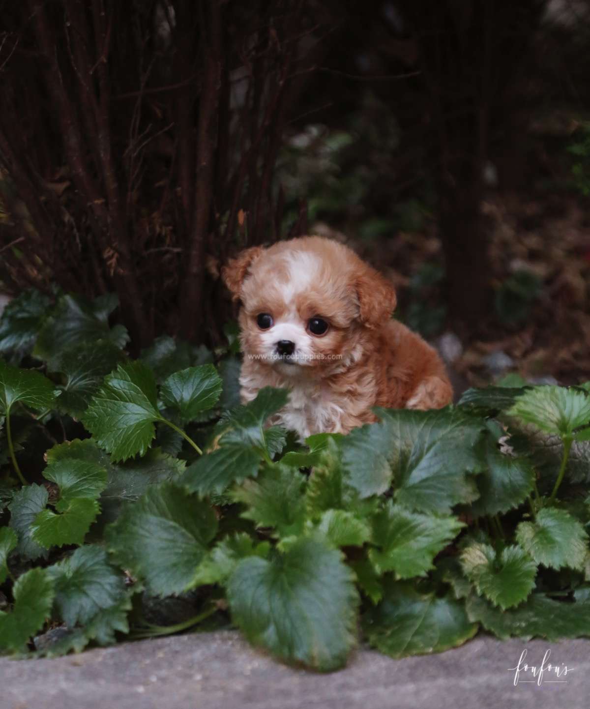 Twix - Maltipoo F.