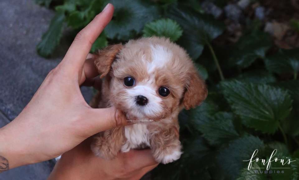 Twix - Maltipoo F.