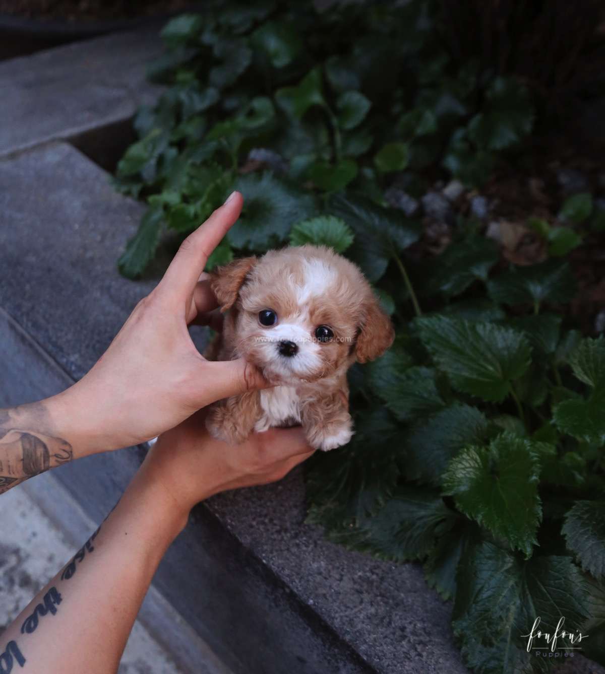 Twix - Maltipoo F.