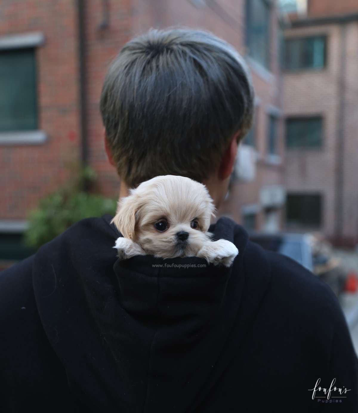 Amore Maltipoo F.