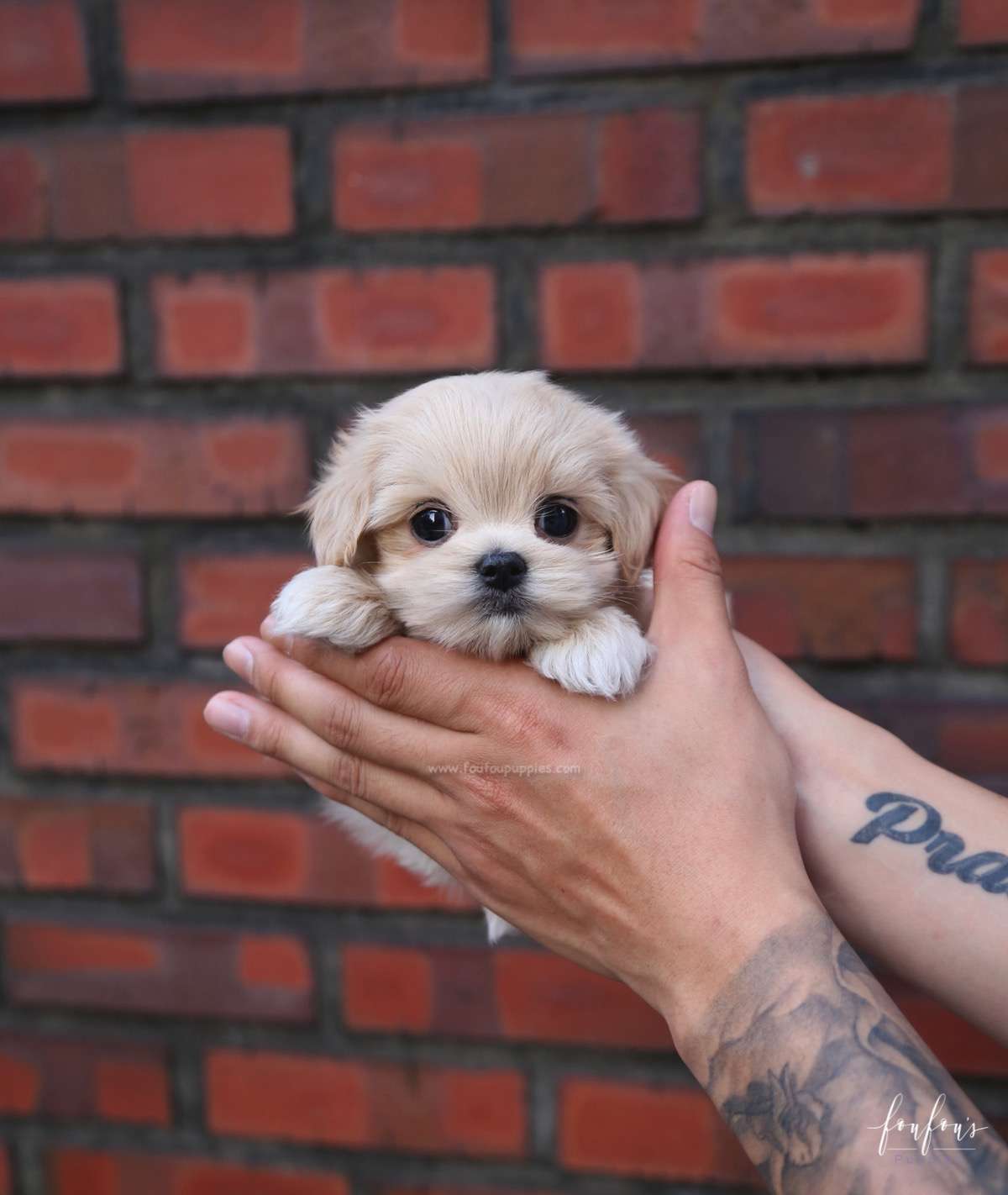 Amore Maltipoo F.